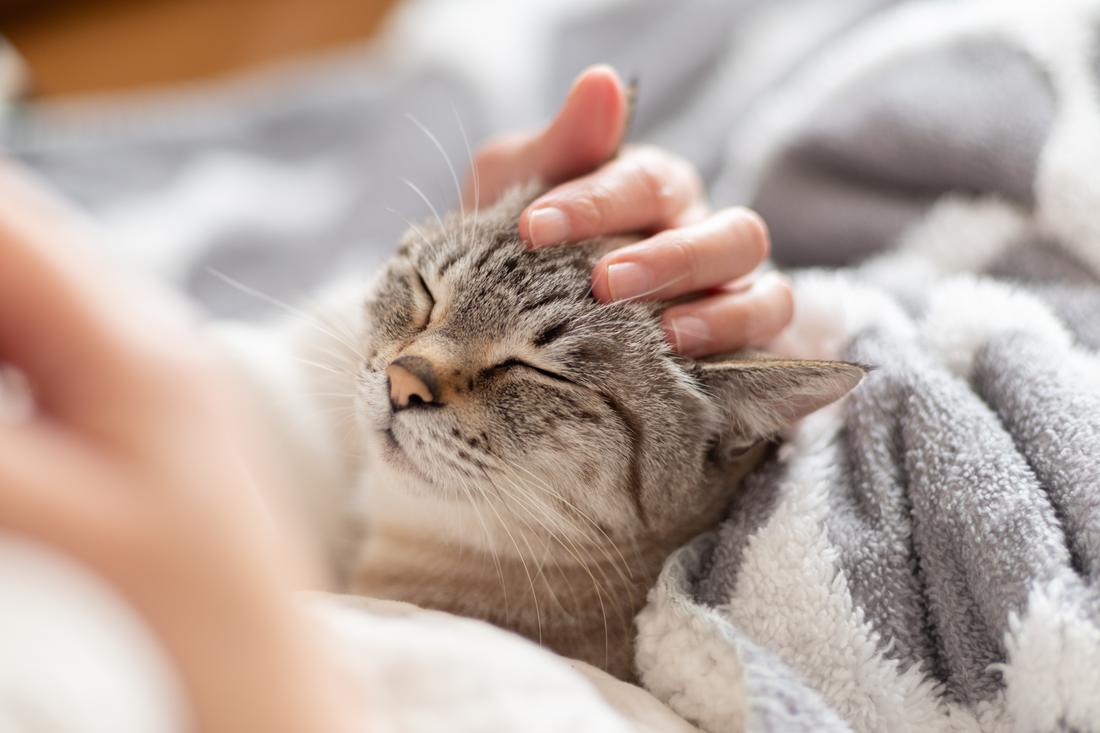 飼い主に撫でられる猫